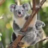 koala