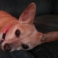 Sandy and her dog