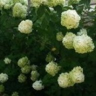 Snowball Bush Bear
