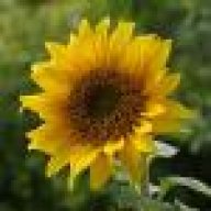 SunflowerJill