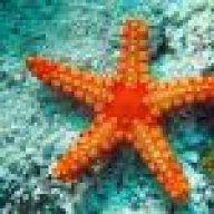 Starfish