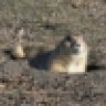 Prairie dog