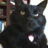 Shmookitty