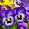 PurplePansies