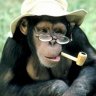 Gibbon