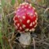fungiphile