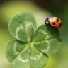 clover