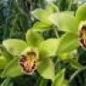 LimeOrchid