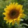 SunflowerJill