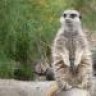MsMeerkat