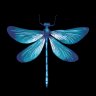 BlueDragonfly