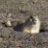 Prairie dog