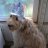 Chrome_Cady