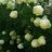 Snowball Bush Bear