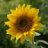 SunflowerJill