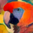 orangefeather