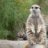 MsMeerkat