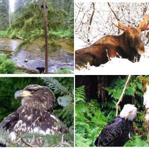 Southeast Alaska wildlife