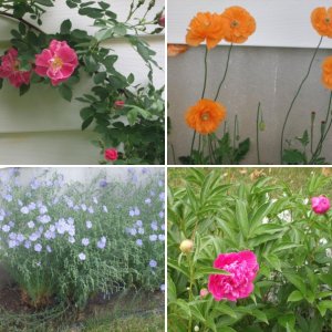 My Flowers