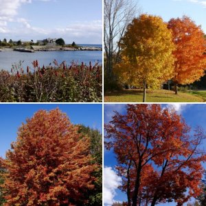 Fall Foliage