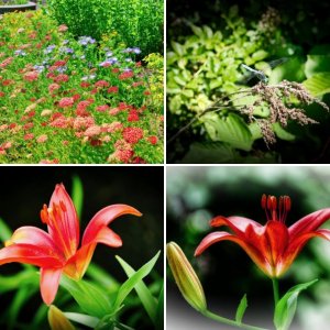 Flowers and Gardens