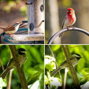Birds