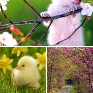 Spring