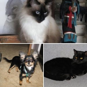 my pets
