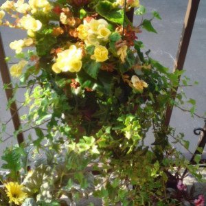 My Flowers