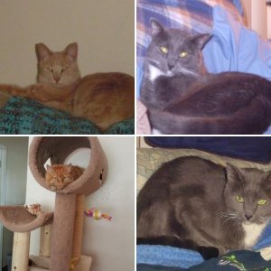 My New Crew