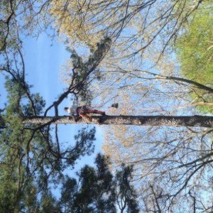 Tree Removal 4-12-18