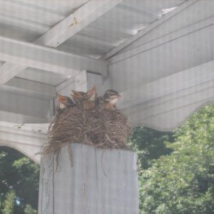 Full Nest