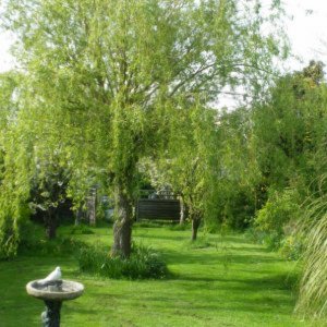 my garden --