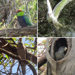 Australian Birds