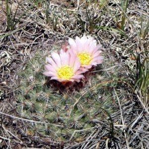 Flowering Cactus