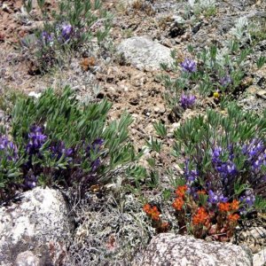 Wildflowers