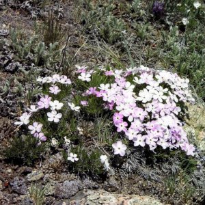 Wildflowers