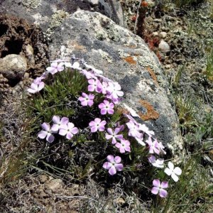 Wildflowers