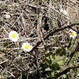 Wildflowers