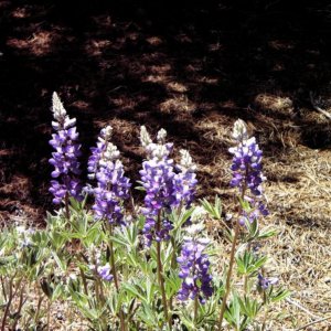 Wildflowers