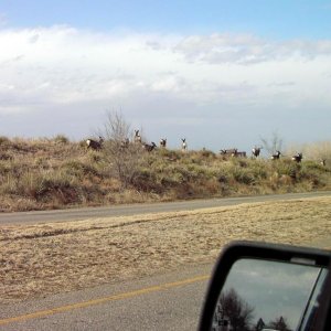Roadside Deer