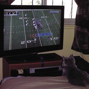 Football Fan