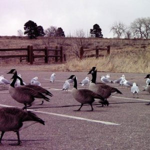 Geese and Seagulls