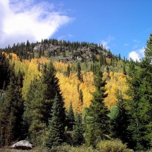 Aspens in Autumn