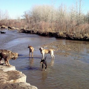 Dogs At Park