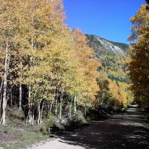 Aspens Changing Color