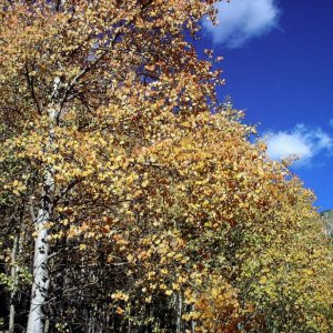 Aspen Trees in Fall