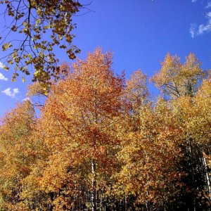 Aspens Changing Color