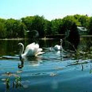 Swans