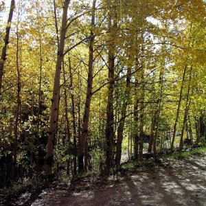 Aspen Trees